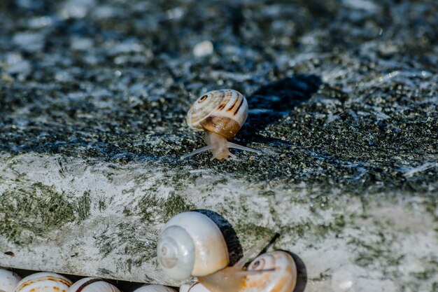 Foto prossimo piano di una lumaca sulla riva del mare