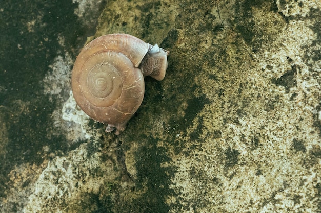 Photo close-up of snail on sea