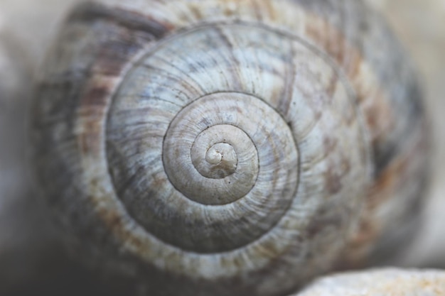 A close up of a snail shell