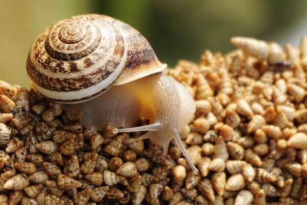 Photo close-up of snail on shells