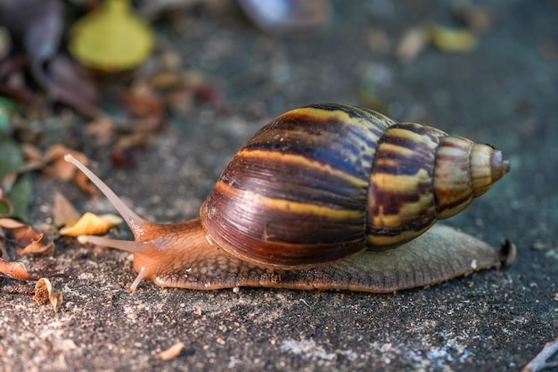 Close up of snail skin moving on gray stone Snail crawling on the cement road Effort concept