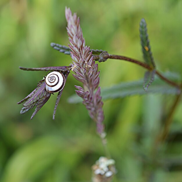 Close-up of snail on stem