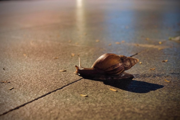 Foto close-up di una lumaca in strada di notte in città