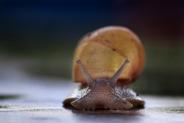 Photo close-up of snail on surface