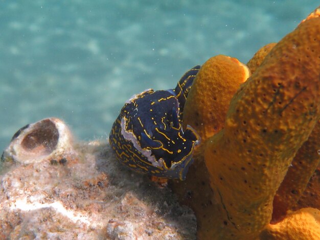 Foto prossimo piano di una lumaca che nuota in mare