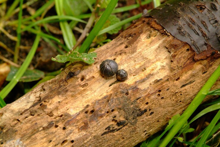 फोटो close-up of snail on tree trunk