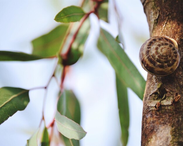 Close-up of snail on tree trunk