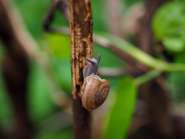 Close-up of snail on tree