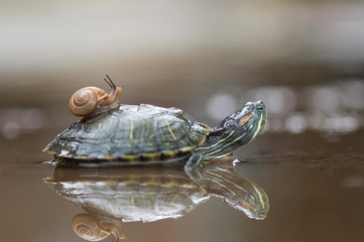 Photo close-up of snail on turtle