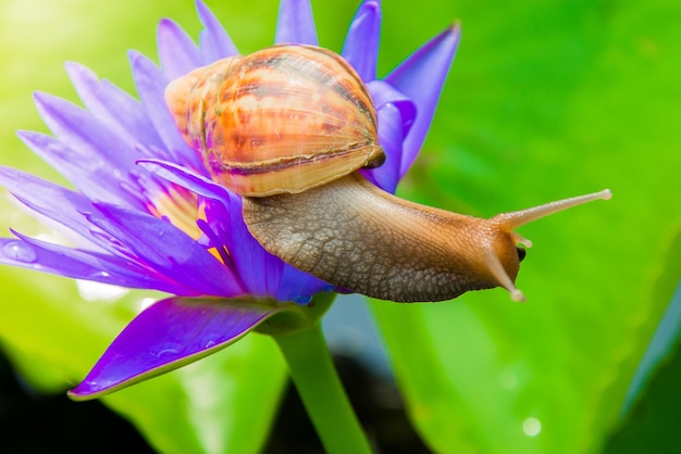 Close-up of snail on water lilly flower