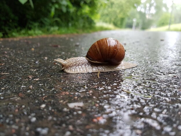 Foto prossimo piano di una lumaca su una strada bagnata