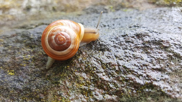 湿った岩の上にあるカタツムリのクローズアップ