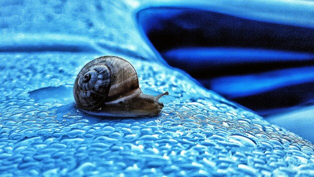 Close-up of snail on wet surface