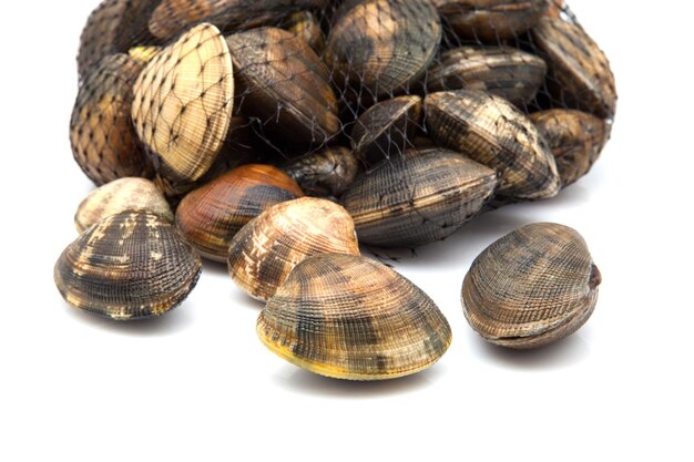 Close-up of snail on white background