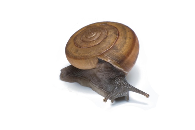 Close-up of snail over white background