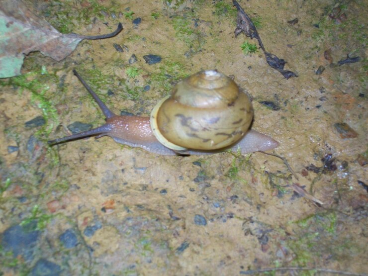 फोटो close-up of snail on white surface