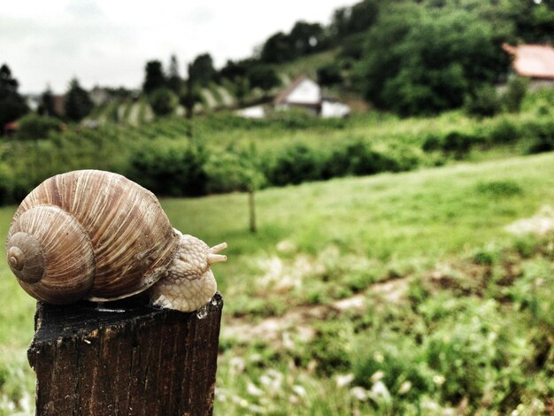 Foto prossimo piano di una lumaca sul legno in un campo