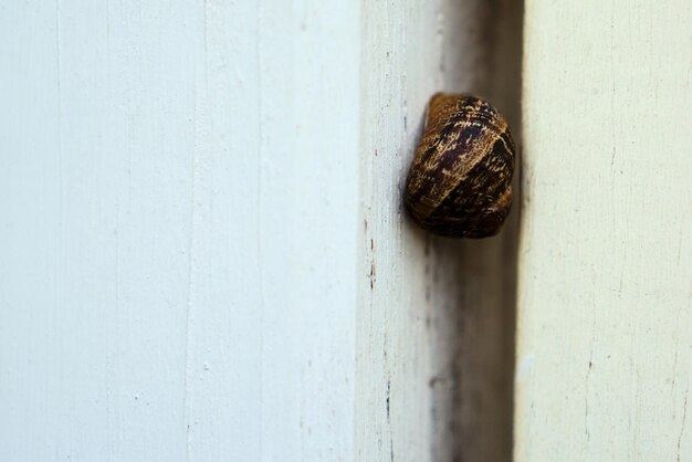 Photo close-up of snail on wood