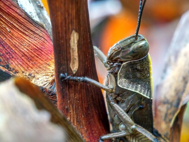 Close-up of snail on wood