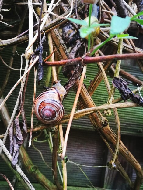 Close-up of snail on wood