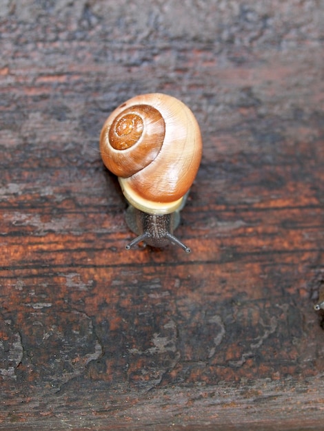 Photo close-up of snail on wood