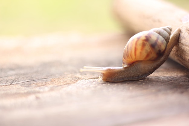 close-up of snail on wood