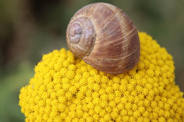 Close-up of snail on yellow flower