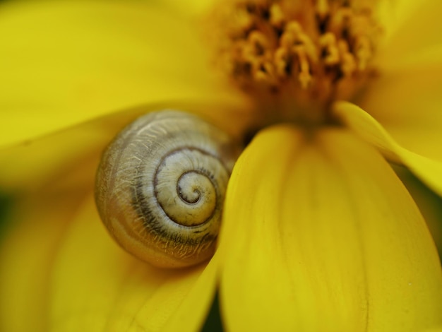 Close-up of snail on yellow flower