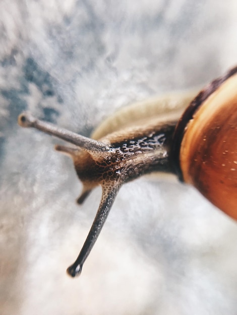 close-up of snail