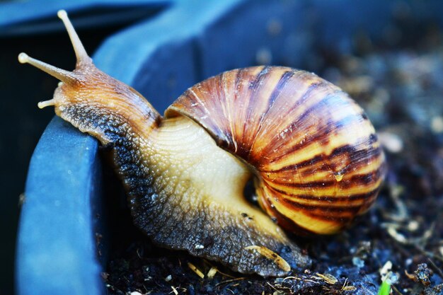 Close-up of snail