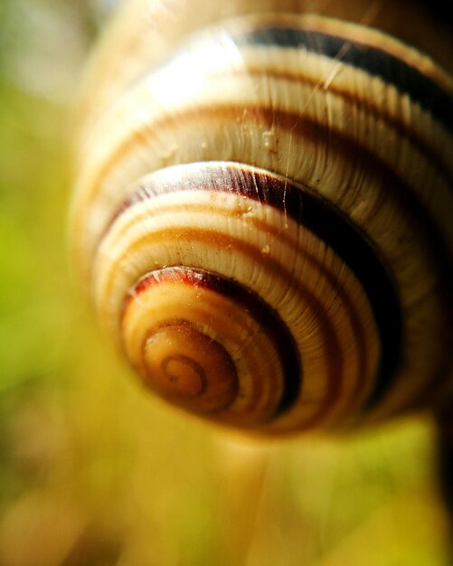 Close-up of snail