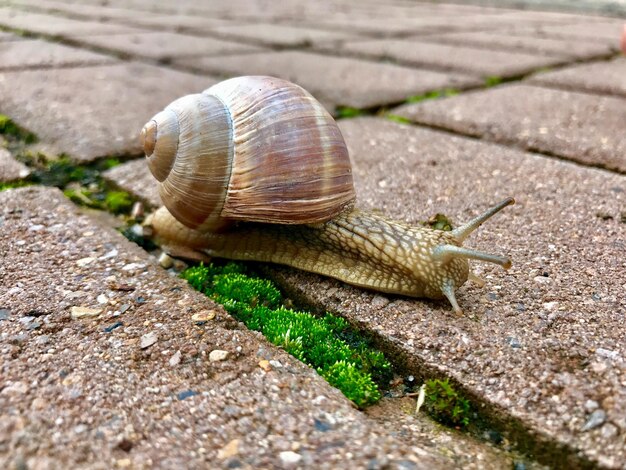 Foto prossimo piano di lumache