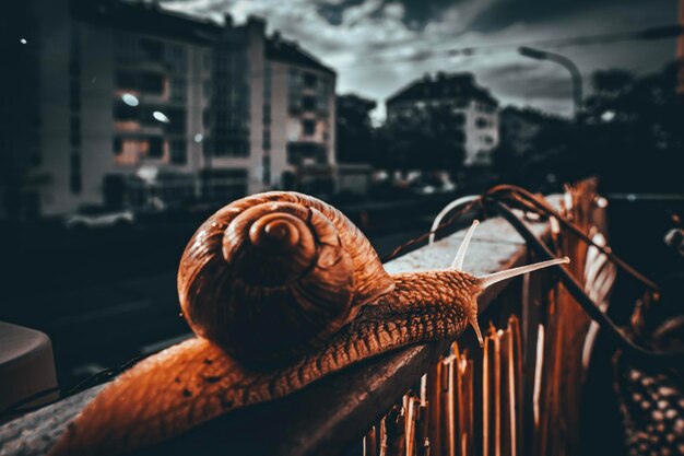 Photo close-up of a snail