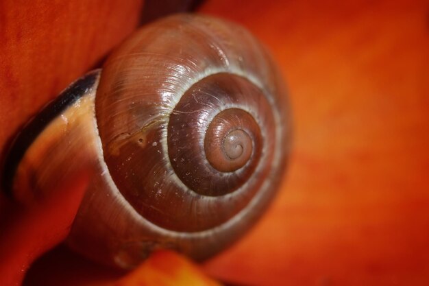 Close-up of snail