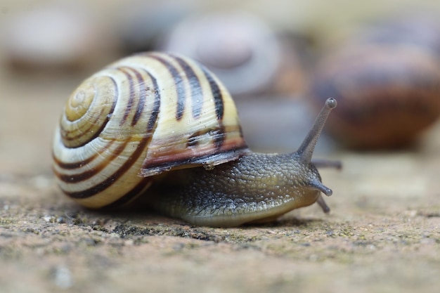 Close-up of snail