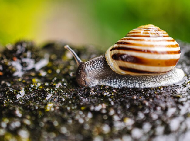 Photo close-up of snail