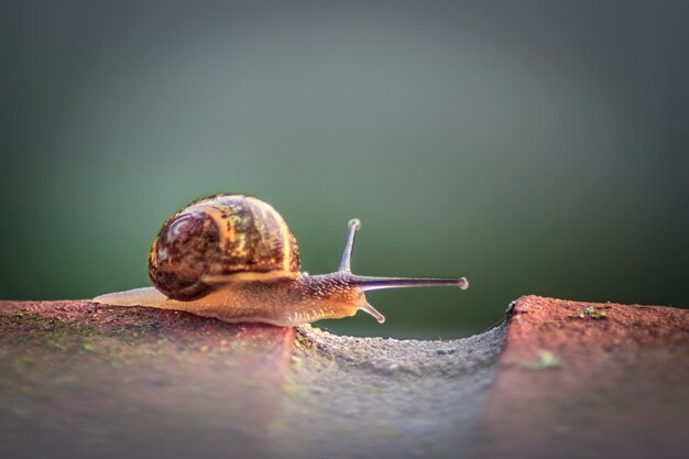 Photo close-up of snail