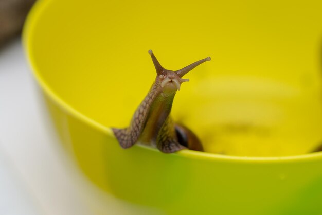 Close-up of snail