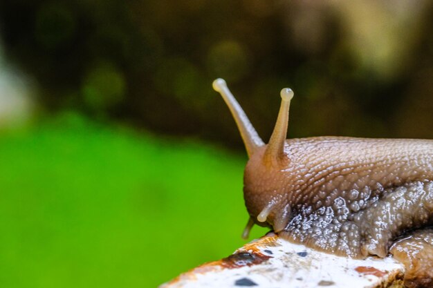 Photo close-up of snail