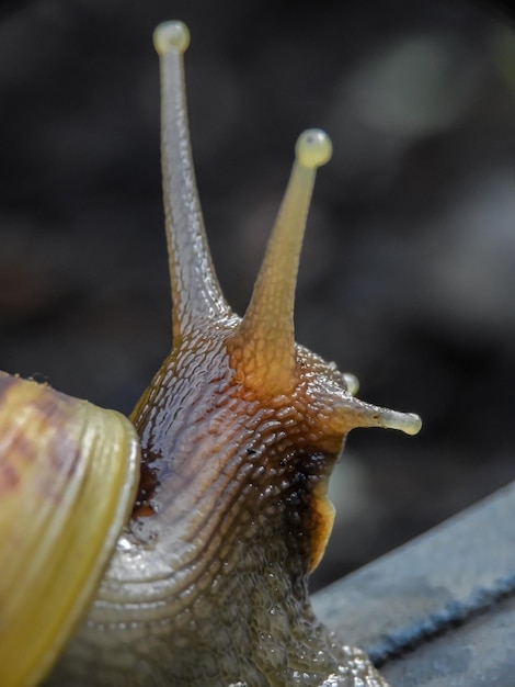 Photo close-up of snail