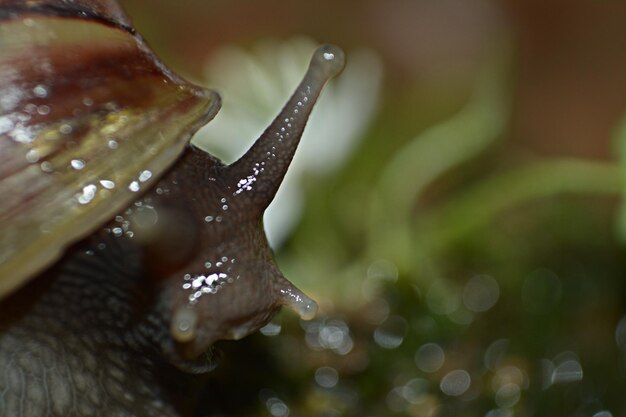 Photo close-up of snail