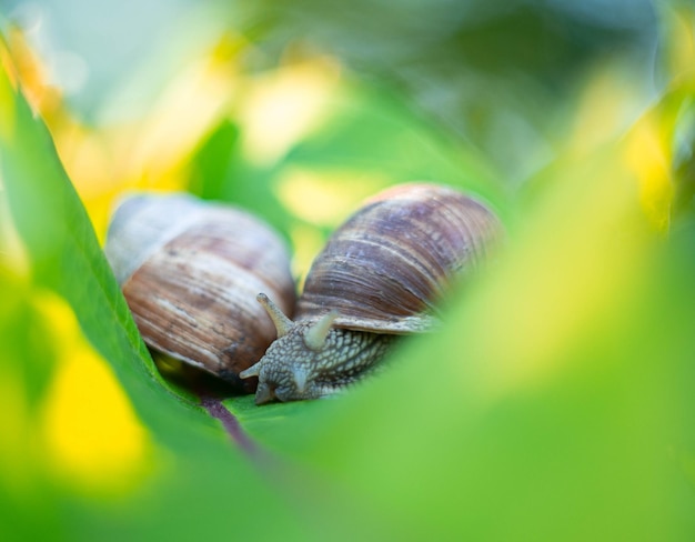 Photo close-up of snail