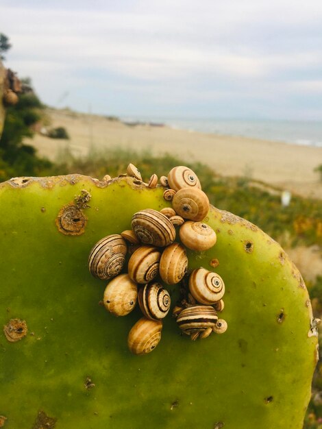 Close-up of snail