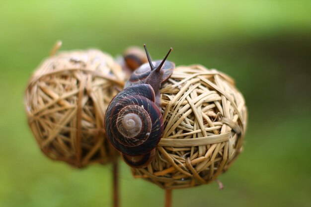 Close-up of snail