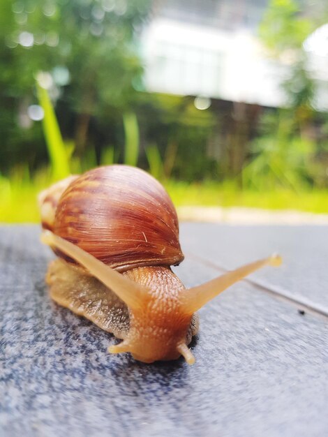 Photo close-up of snail