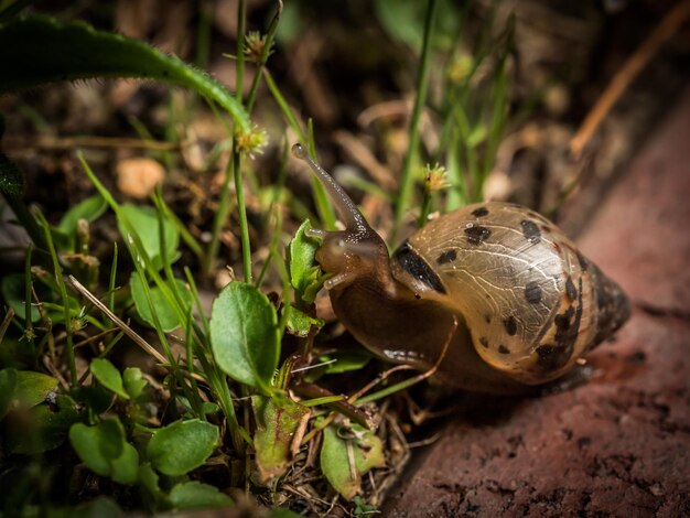 Close-up of snail