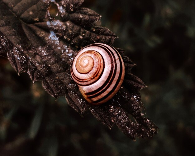 Photo close-up of snail