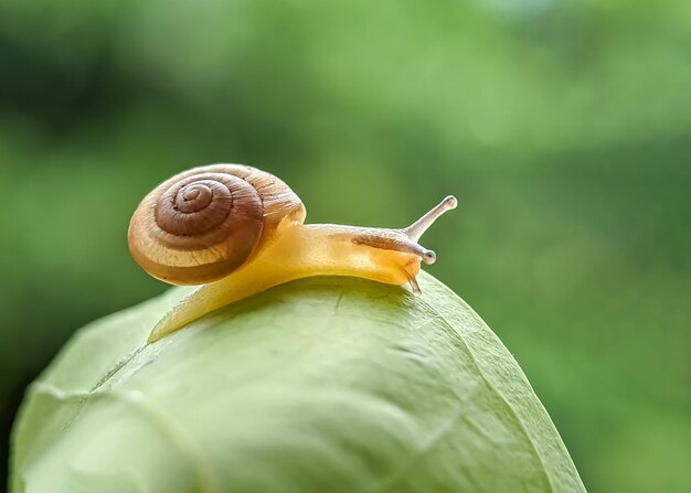 Close-up of snail