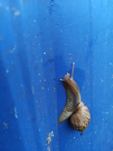 Close-up of snail