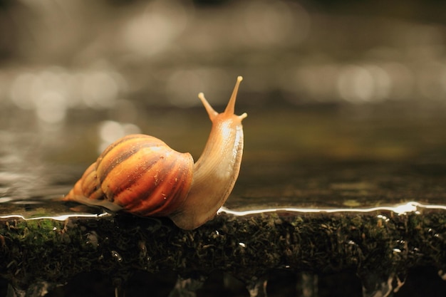 Photo close-up of snail